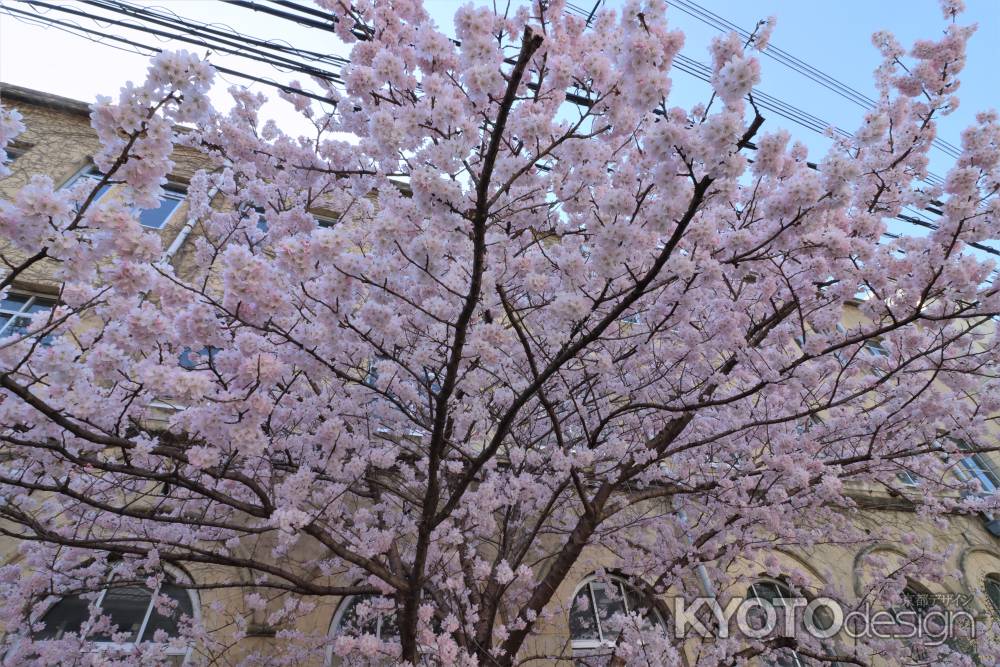 旧成徳学舎の桜2023