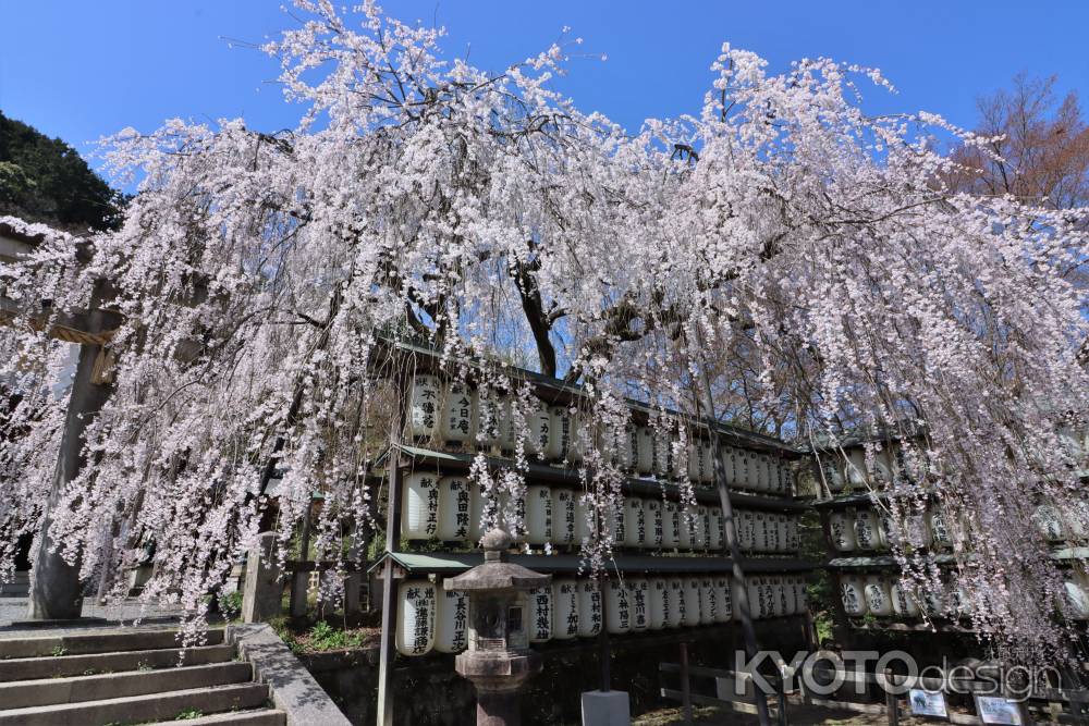 大石神社の桜2023