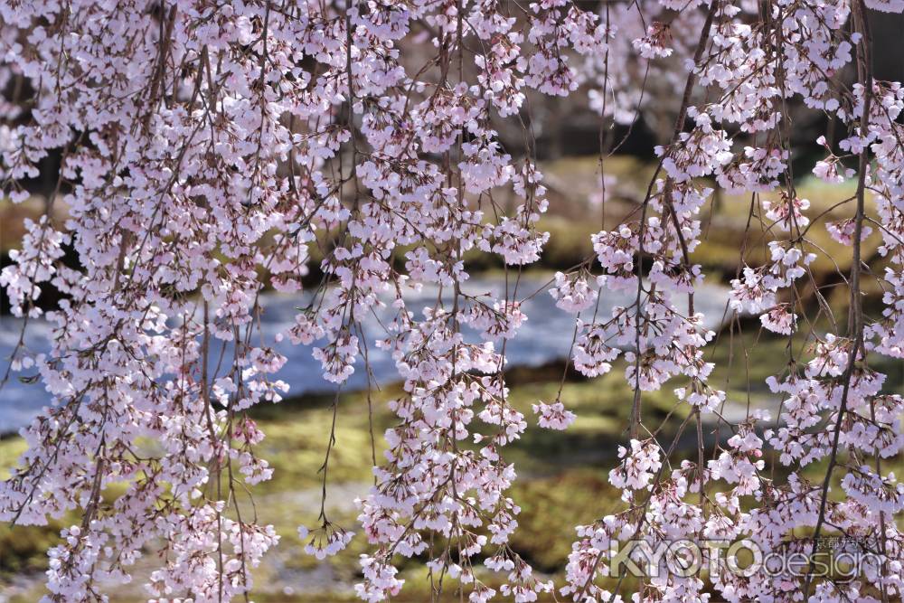 高台寺の桜2023