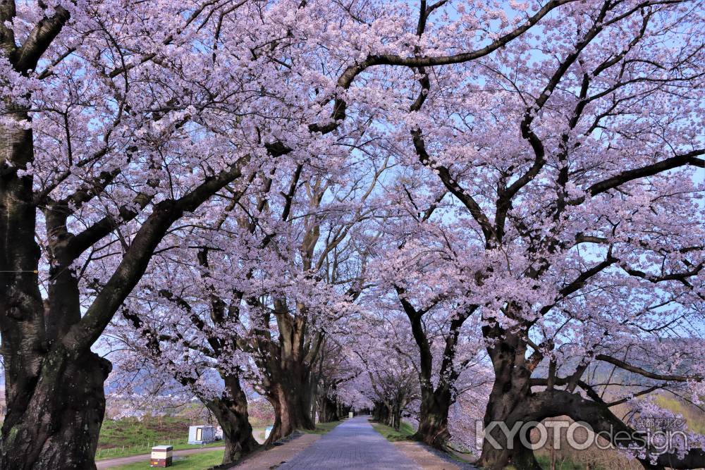 背割堤の桜2023