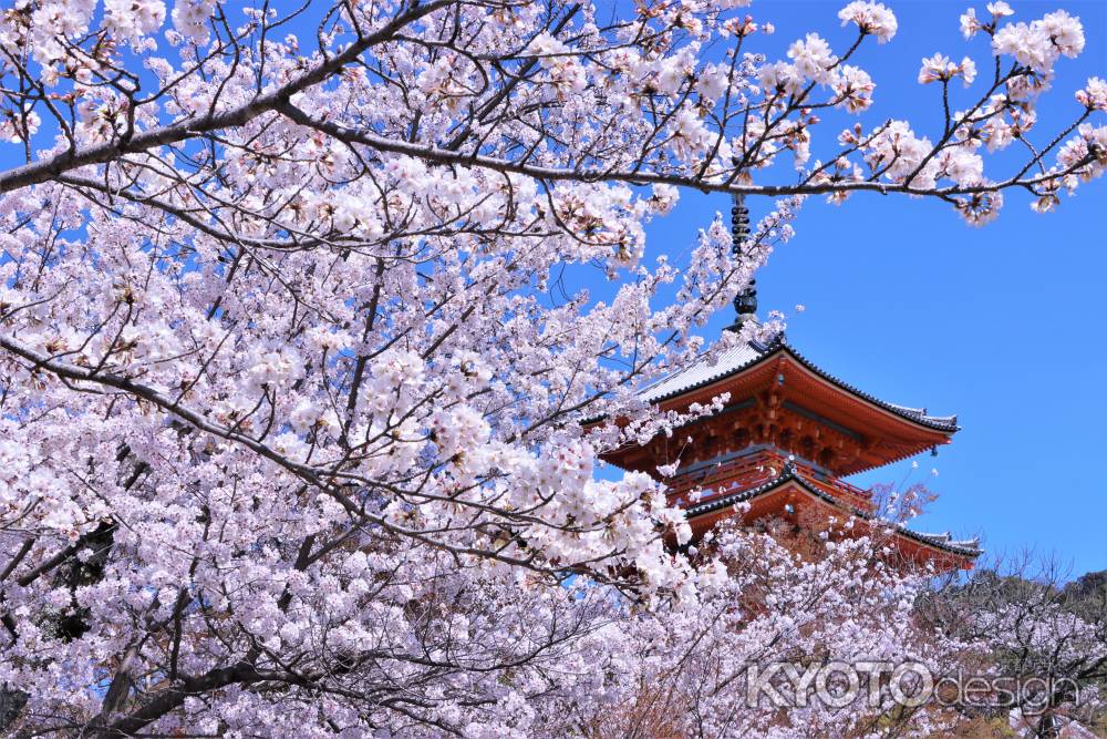 清水寺の桜2023