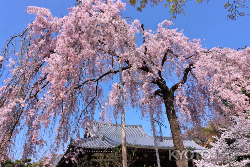 法金剛院の桜2023