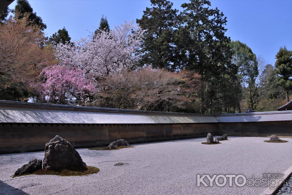 龍安寺の桜2023