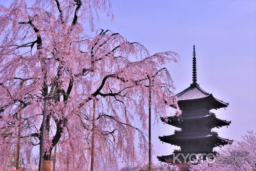 東寺の桜2023