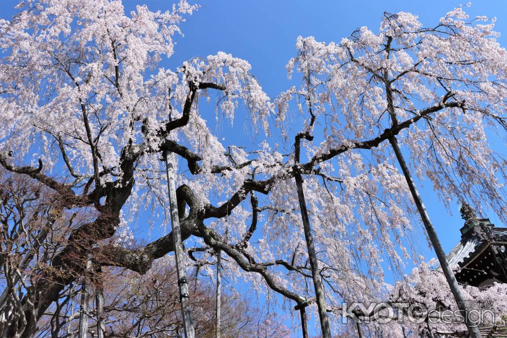 善峯寺の桜2023