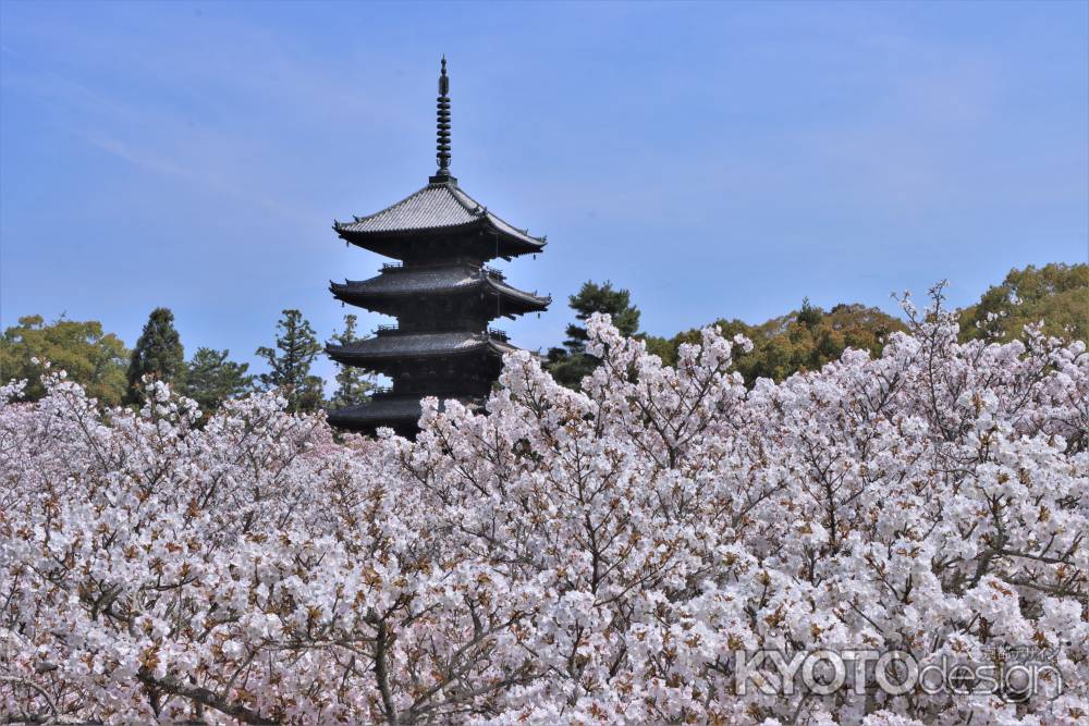 仁和寺の桜2023-1