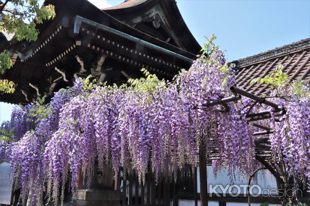 六孫王神社の藤