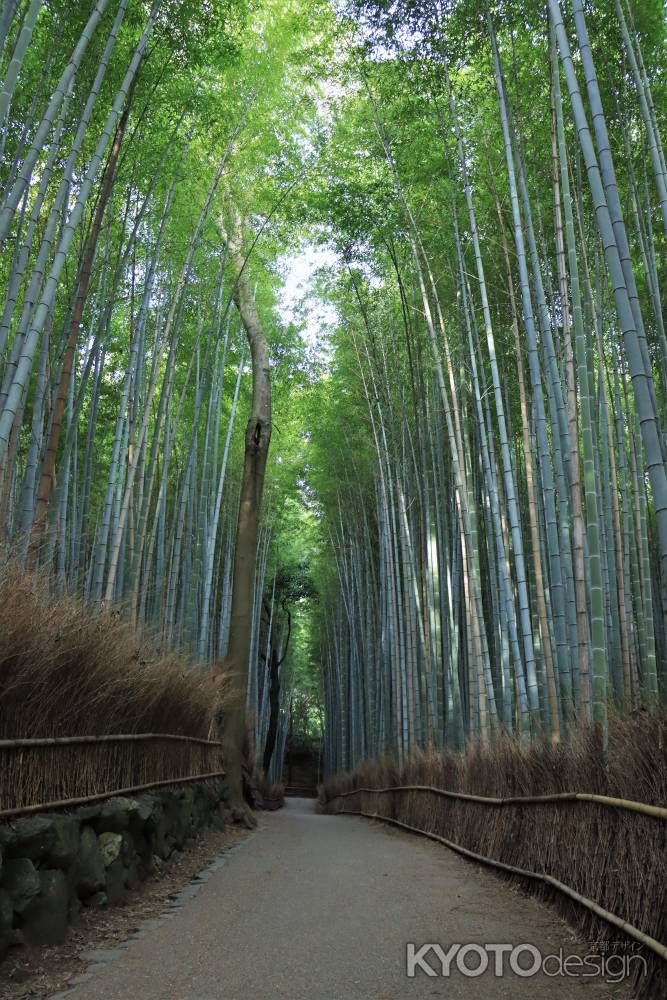 嵯峨竹林の朝