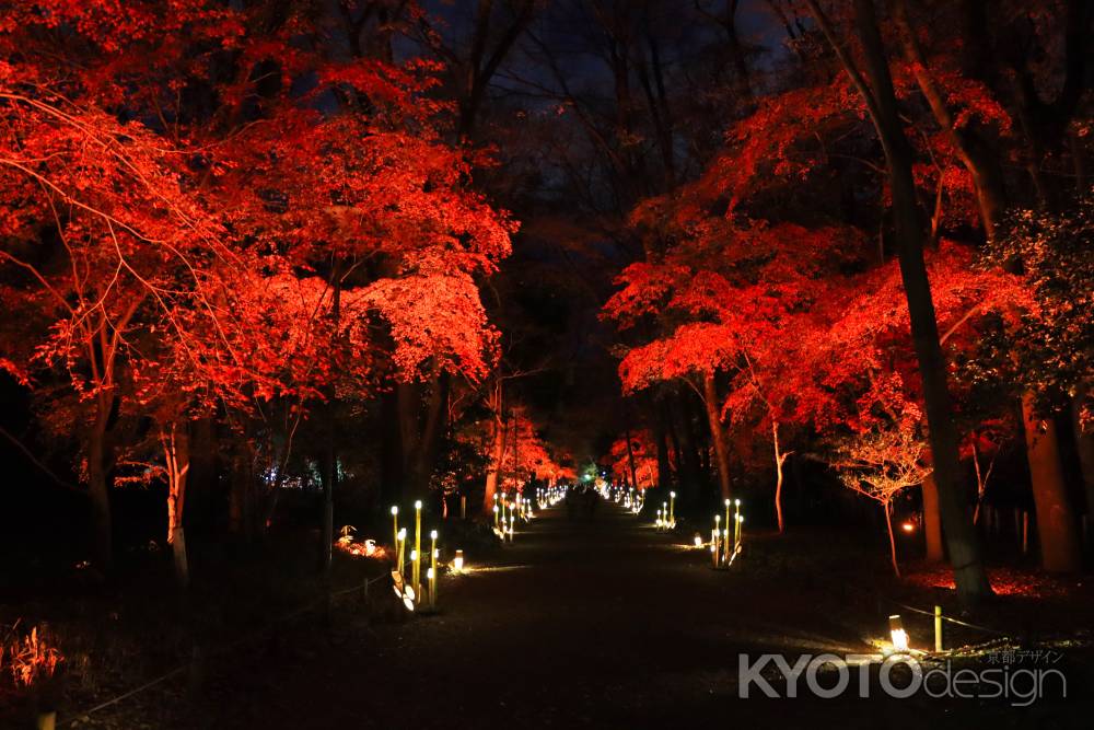 下鴨神社の紅葉ライトアップ