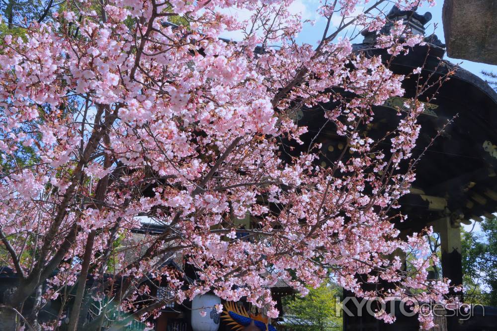 豊国神社の蜂須賀桜2024