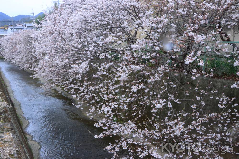 御室川沿いの桜2024