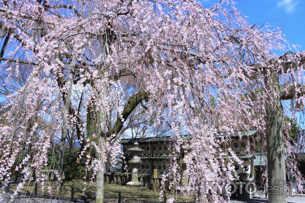 大石神社の桜2024