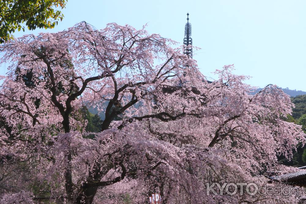 醍醐寺の桜2024