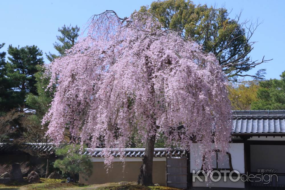 高台寺の桜2024