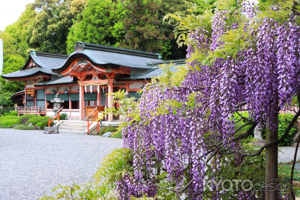 西院春日神社の藤2024