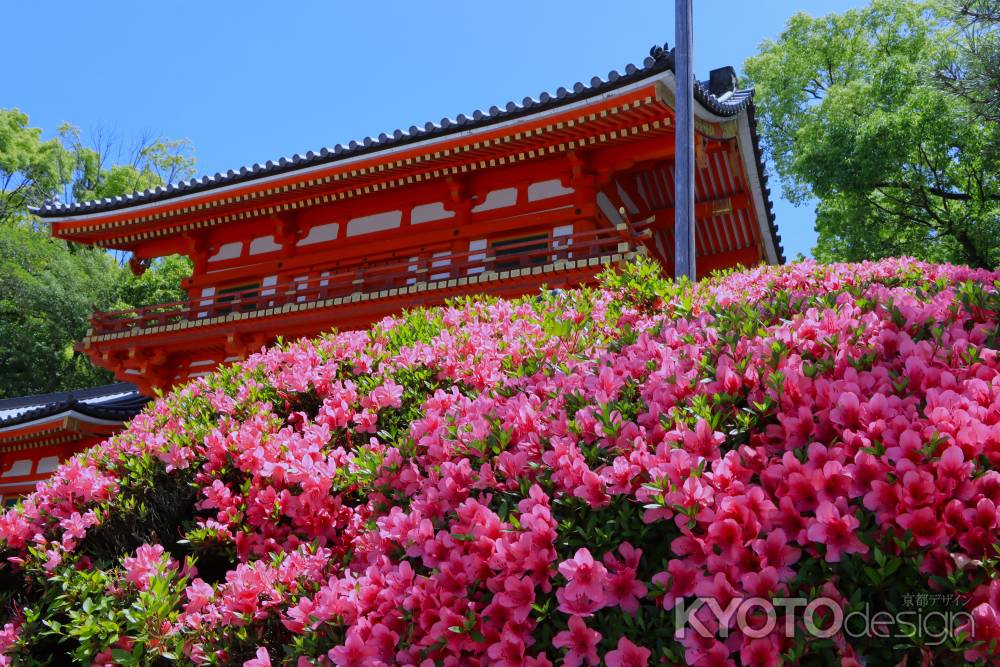 八坂神社のサツキ2024