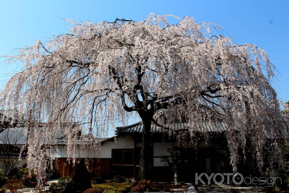 本満寺の桜