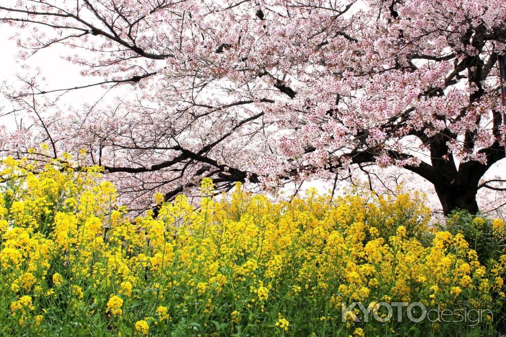 山科疏水の桜と菜の花