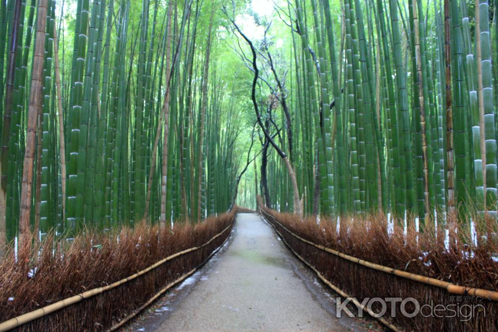 みどりの嵯峨野竹林