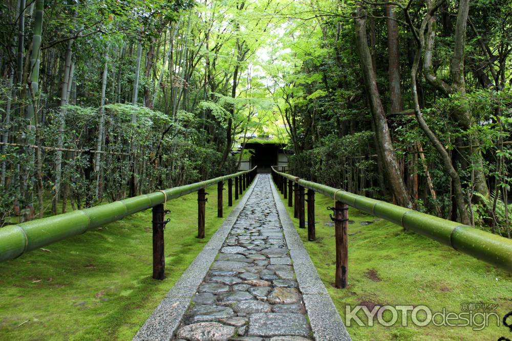 みどりの高桐院