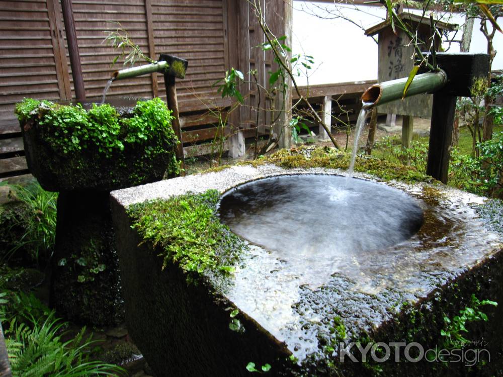 水に濡れる苔