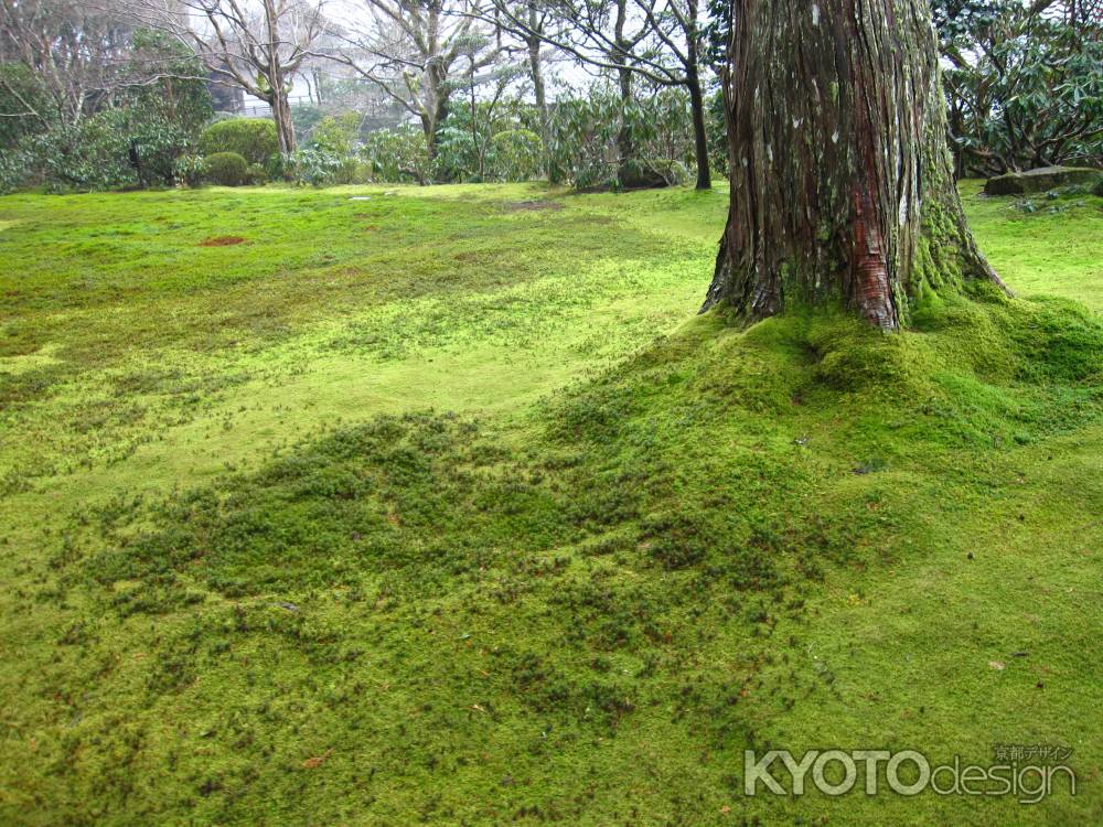 三千院　一面の苔