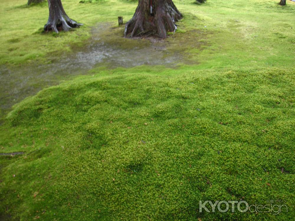 三千院　雨に濡れる苔