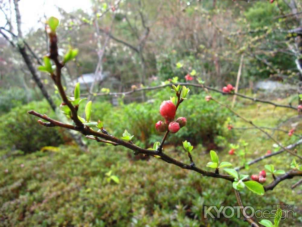 天龍寺百花苑　雨に濡れるボケの蕾