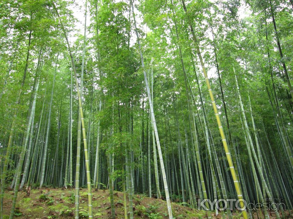 天龍寺裏の竹林