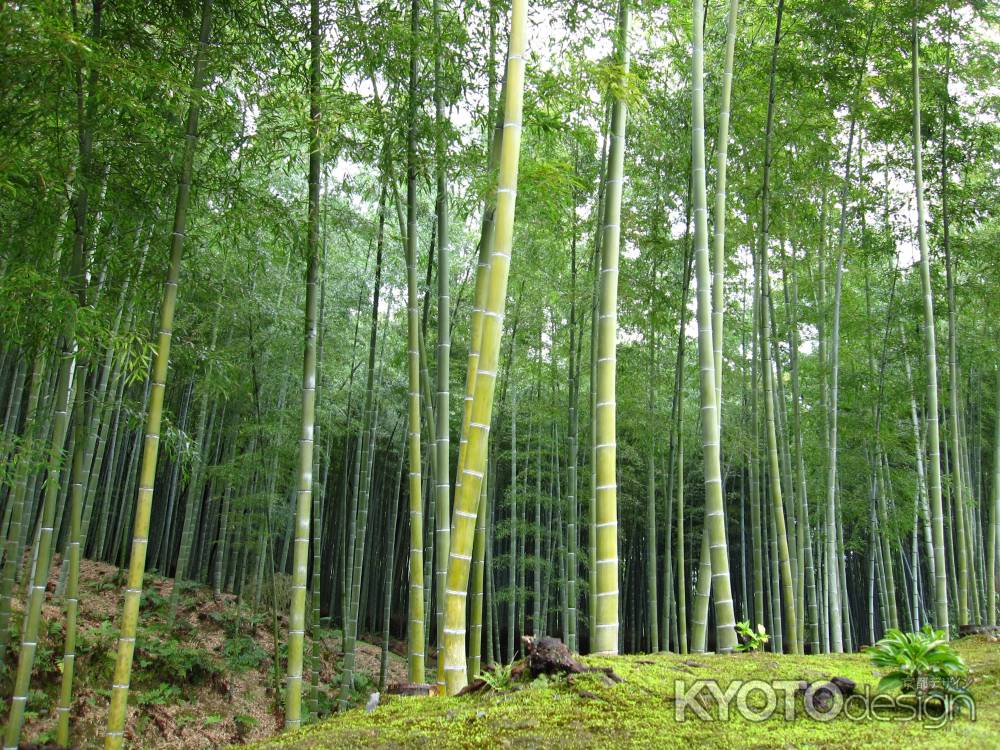 天龍寺裏に拡がる竹林