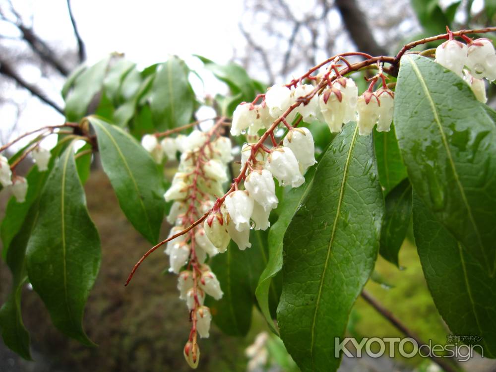 天龍寺百花苑　雨に濡れるアセビの花