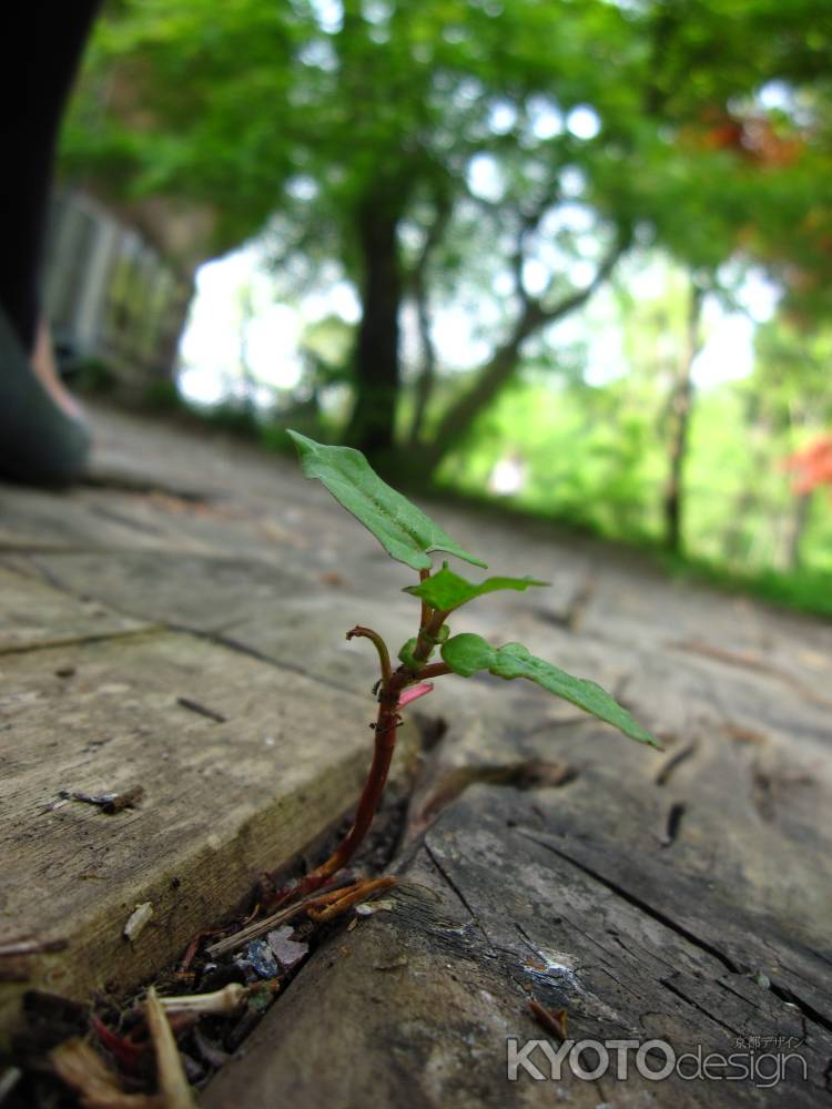 隙間から生える芽