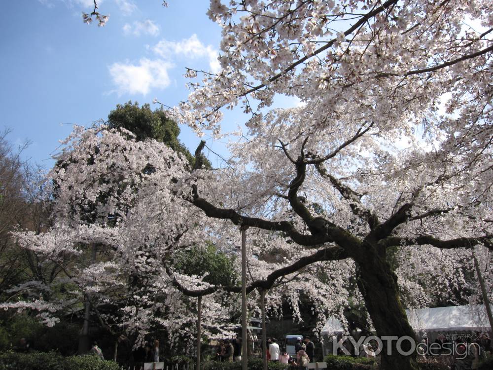 円山公園の満開の桜