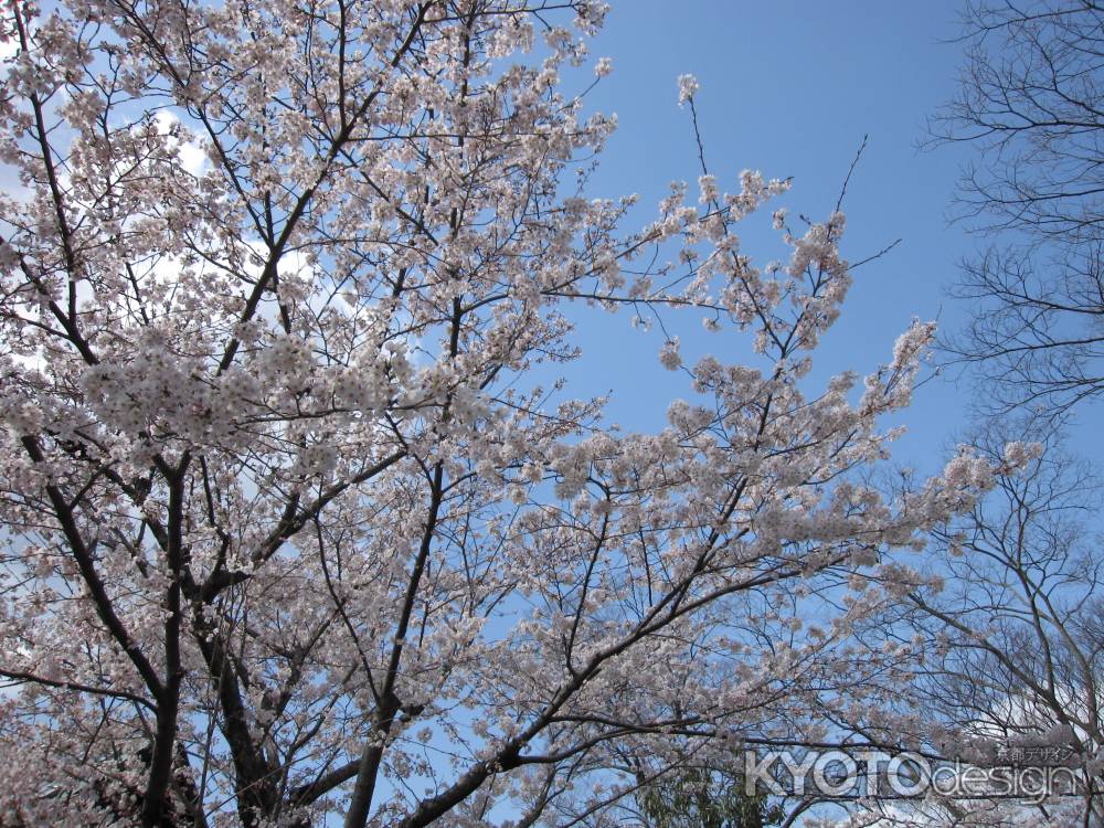 桜と青空