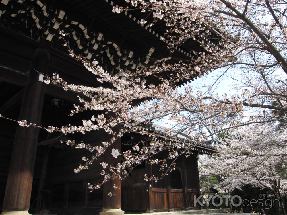 知恩院三門と桜