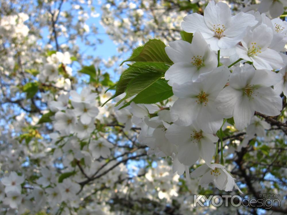 葉桜