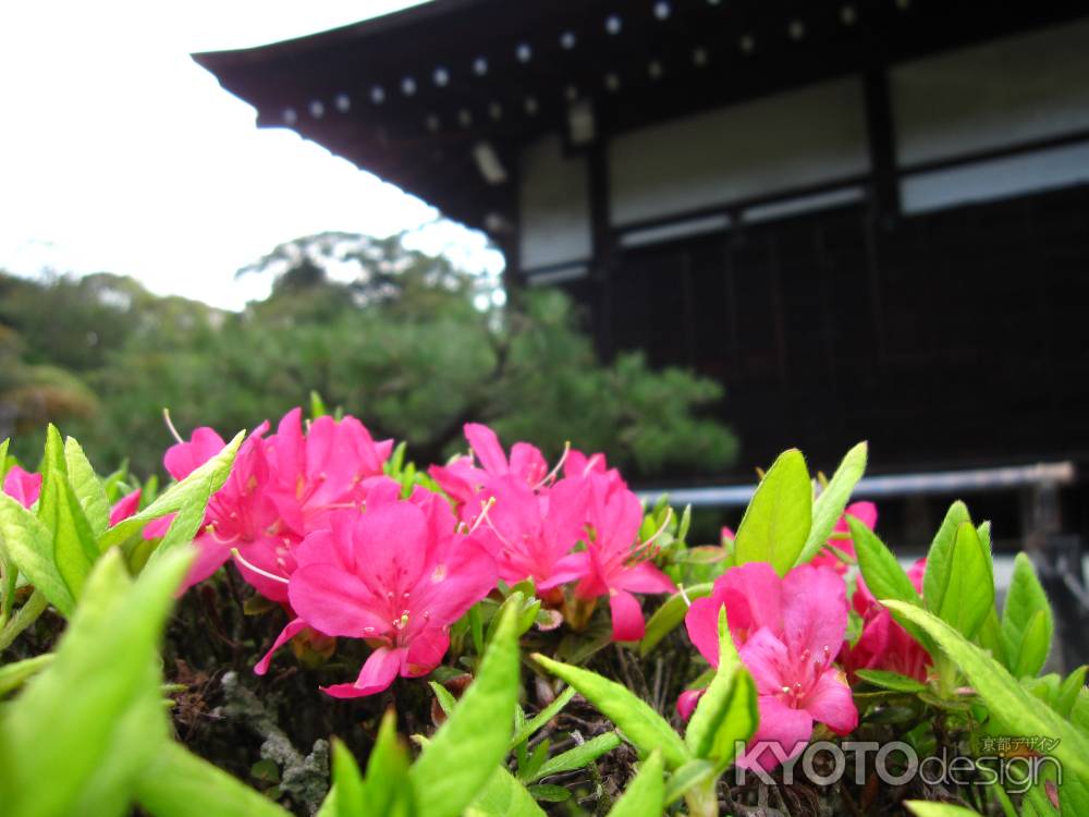 金地院本堂とつつじ