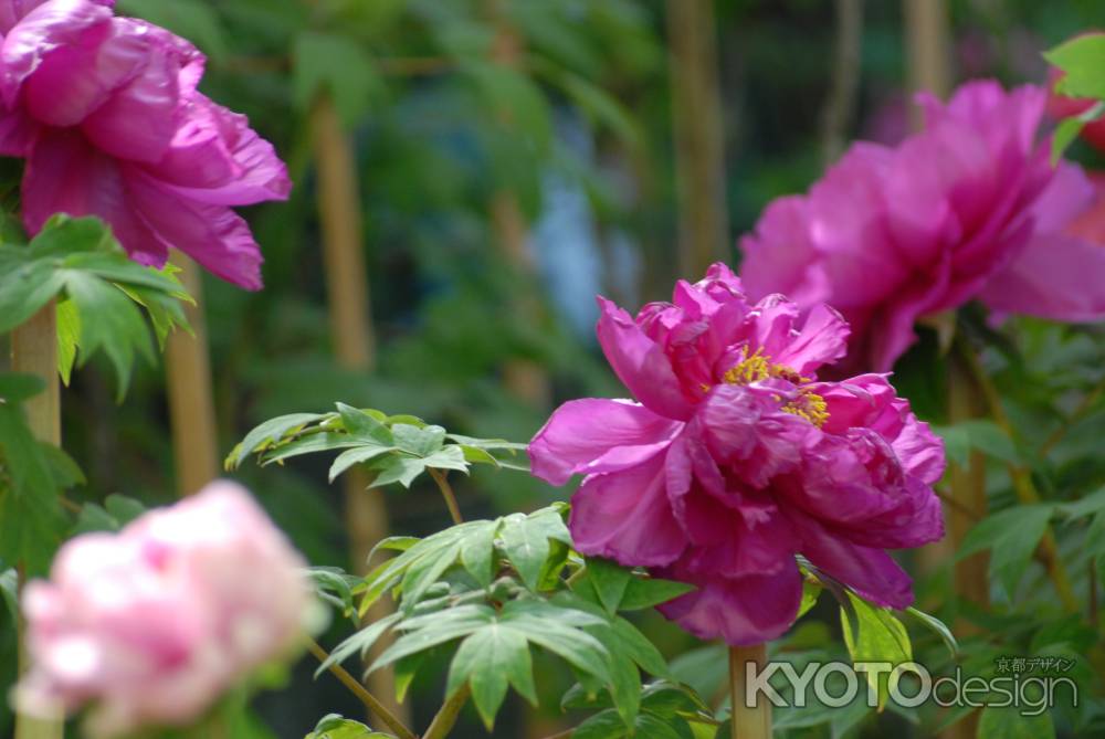 きれいな色の牡丹の花