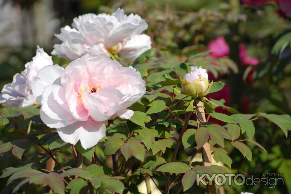 淡いピンクの牡丹の花