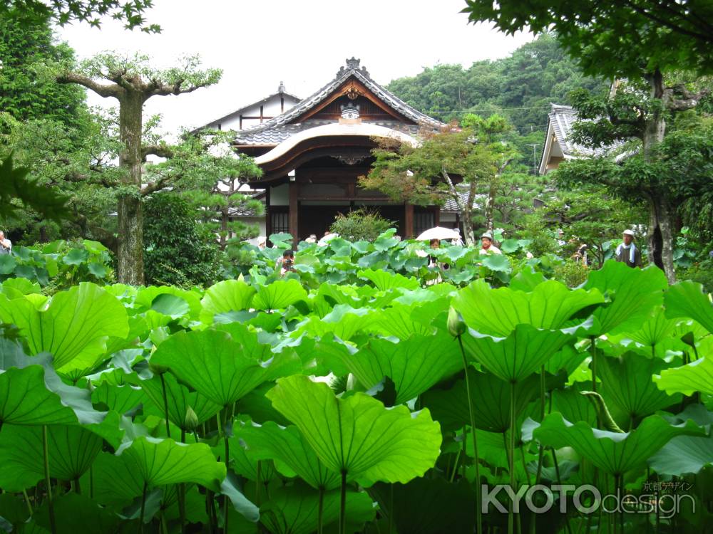 蓮で埋め尽くされた法金剛院の庭園