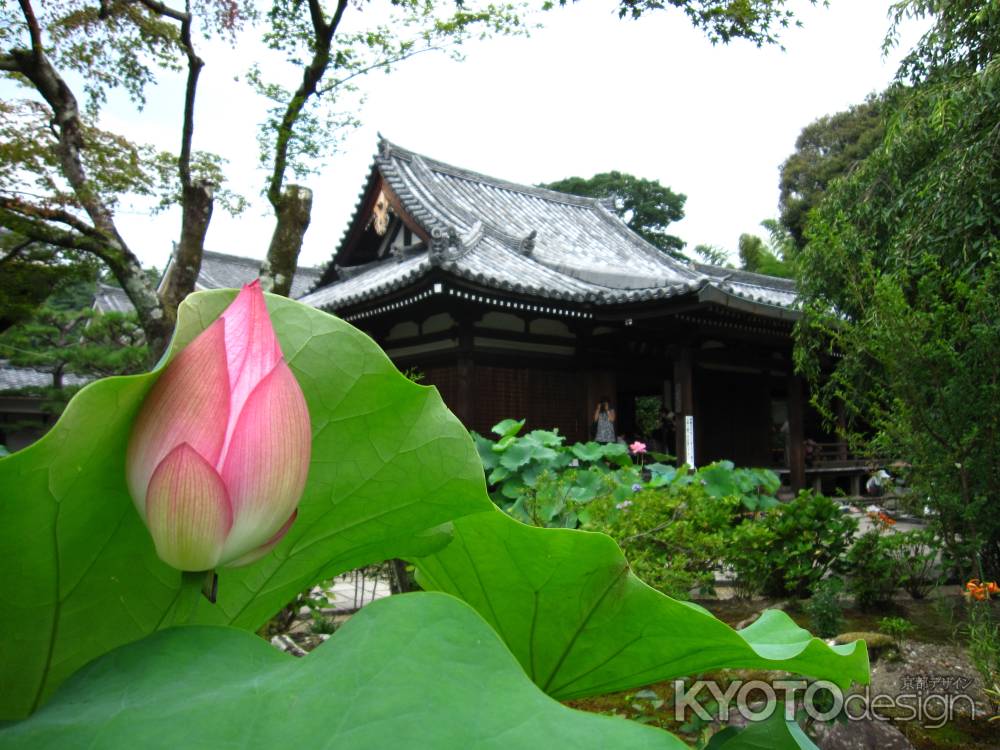 法金剛院の本堂と蓮の蕾