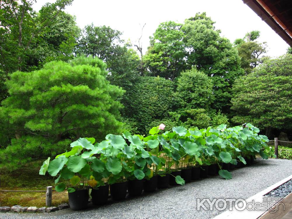 方丈の庭園に並べられた蓮