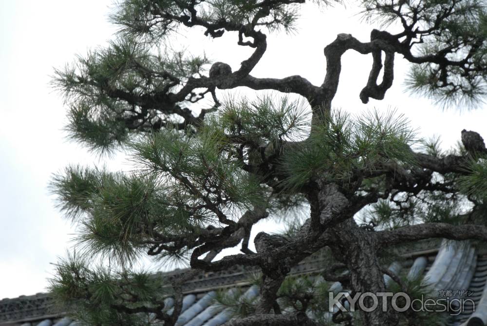 本隆寺　夜泣止の松