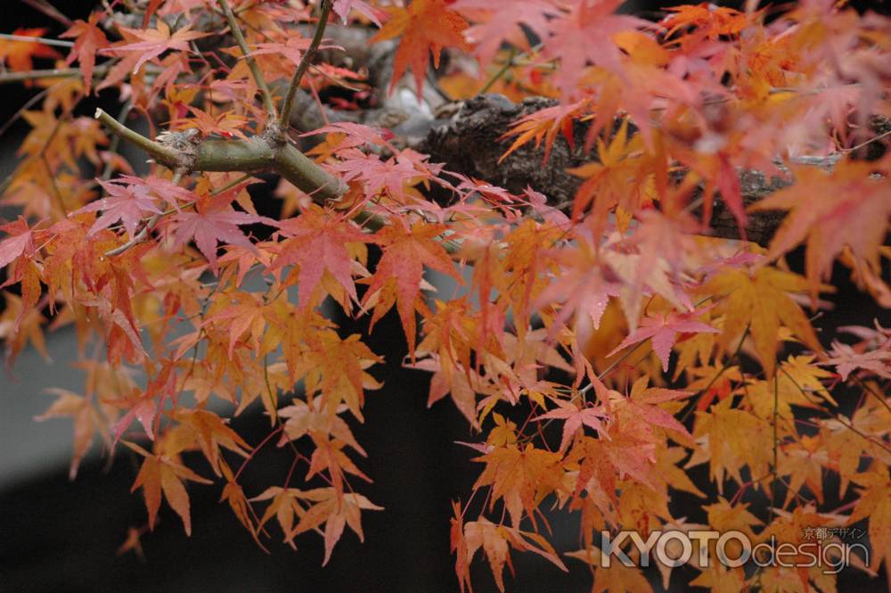 本隆寺紅葉