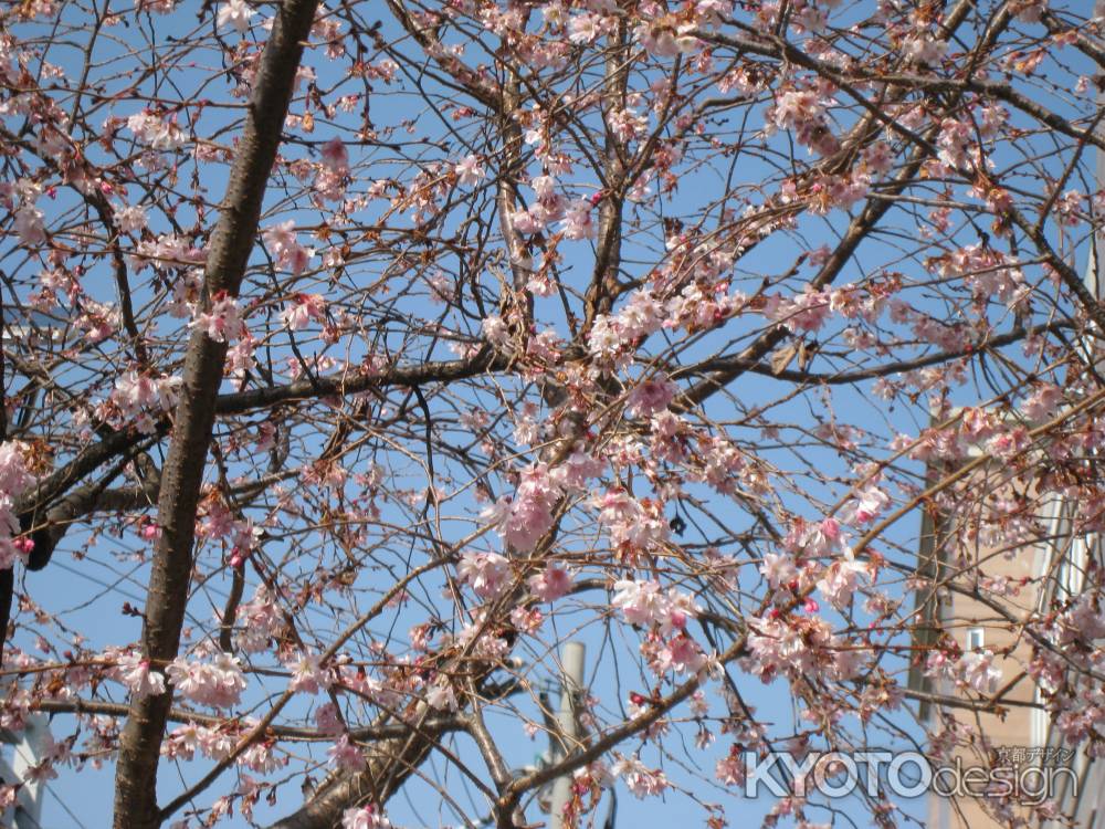 不断桜の花びら