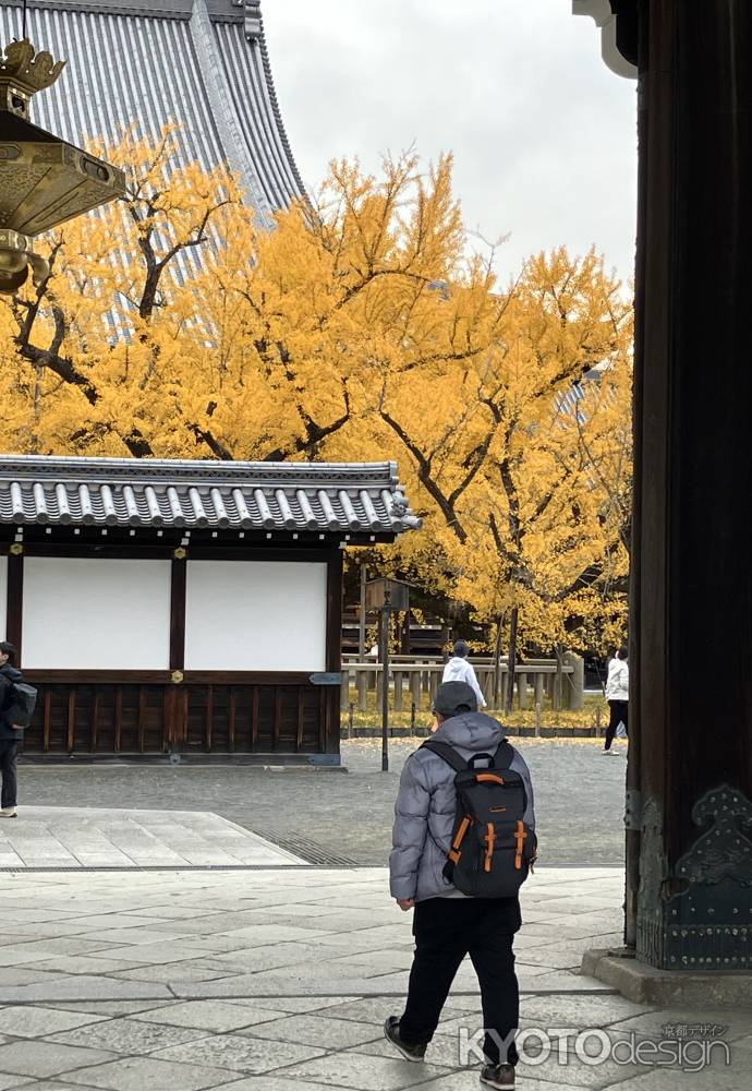 銀杏満開　西本願寺