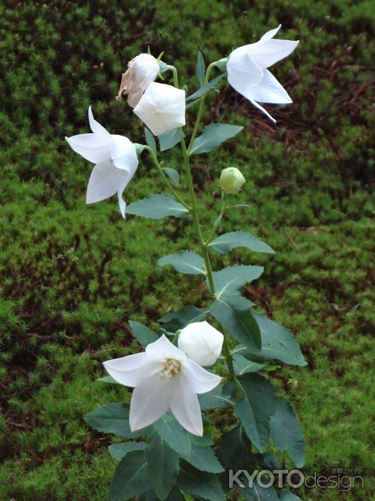 すぎ苔と白い桔梗