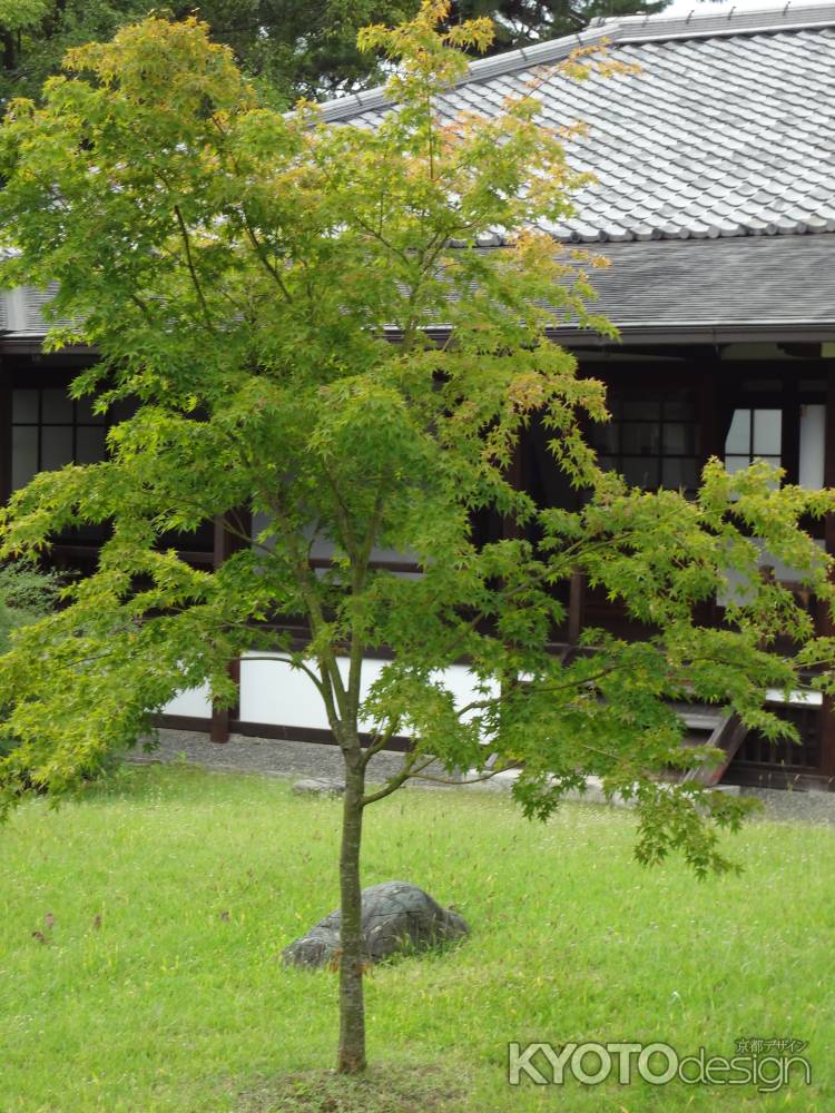 閑院宮邸跡　一本の紅葉