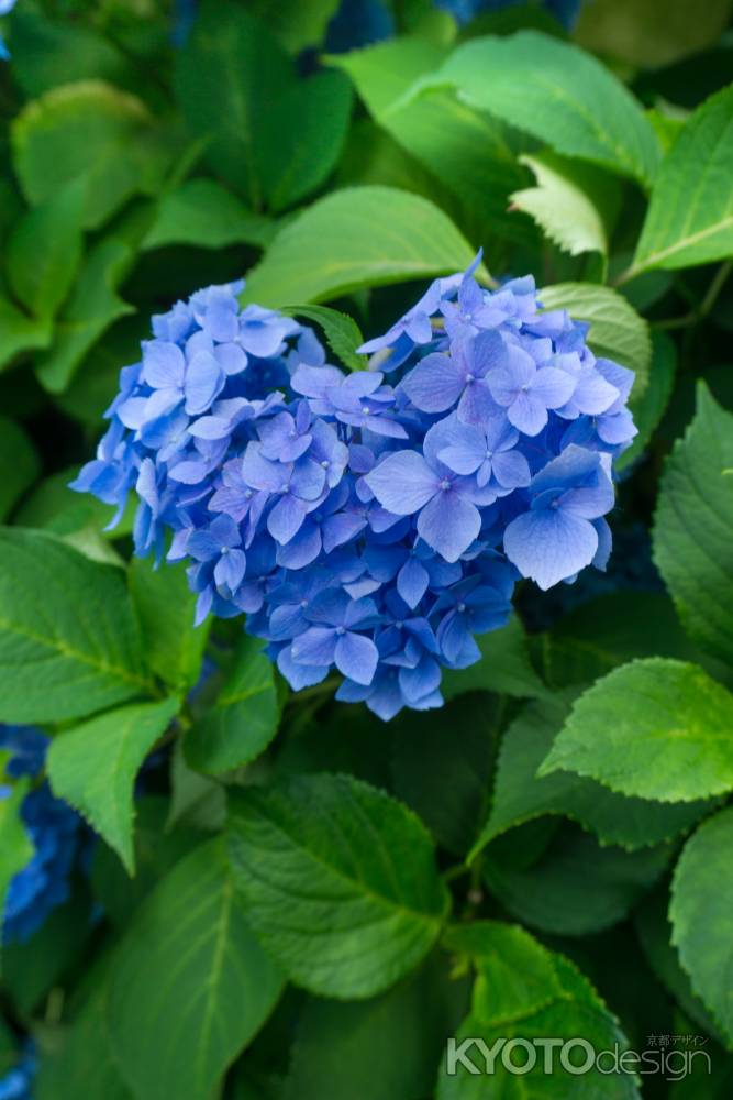 ハートの紫陽花、三室戸寺にて