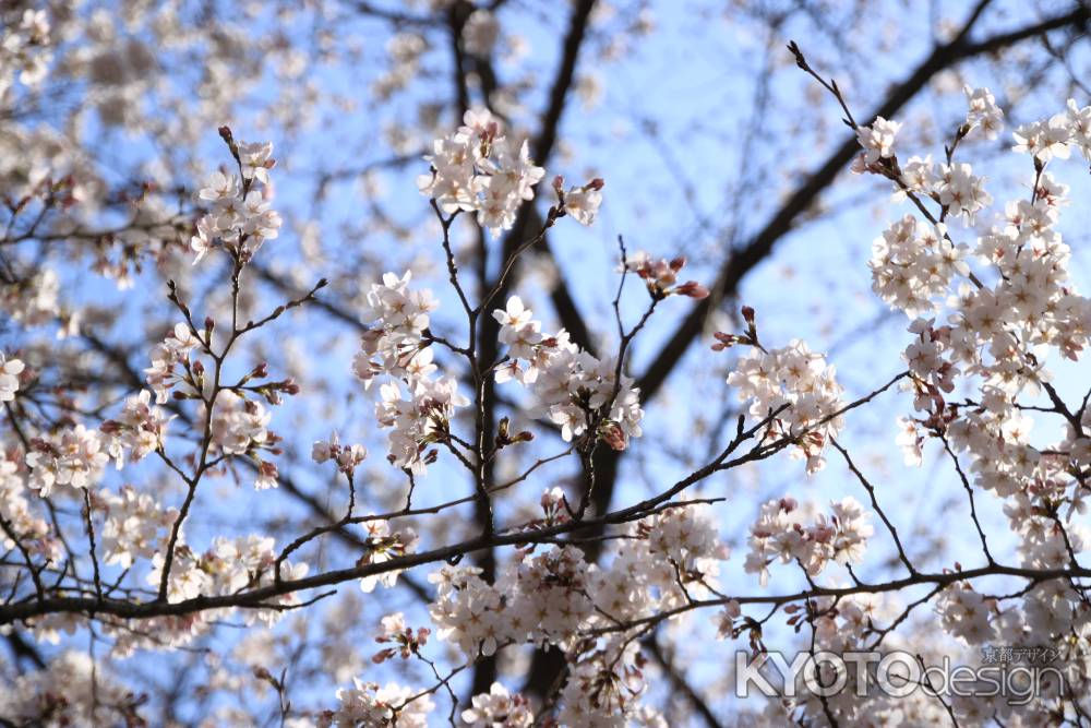 白っぽい桜